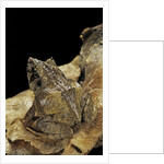 Ceratobatrachus guentheri (Gunther's triangle frog) by Anonymous