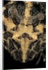 Ceratophrys cranwelli (Cranwell's horned frog, Chacoan horned frog) by Anonymous