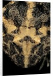 Ceratophrys cranwelli (Cranwell's horned frog, Chacoan horned frog) by Anonymous