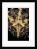 Ceratophrys cranwelli (Cranwell's horned frog, Chacoan horned frog) by Anonymous