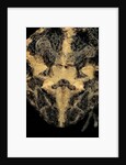 Ceratophrys cranwelli (Cranwell's horned frog, Chacoan horned frog) by Anonymous