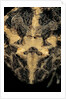 Ceratophrys cranwelli (Cranwell's horned frog, Chacoan horned frog) by Anonymous
