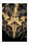 Ceratophrys cranwelli (Cranwell's horned frog, Chacoan horned frog) by Anonymous