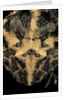 Ceratophrys cranwelli (Cranwell's horned frog, Chacoan horned frog) by Anonymous