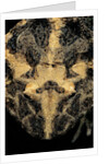 Ceratophrys cranwelli (Cranwell's horned frog, Chacoan horned frog) by Anonymous