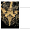 Ceratophrys cranwelli (Cranwell's horned frog, Chacoan horned frog) by Anonymous