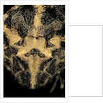 Ceratophrys cranwelli (Cranwell's horned frog, Chacoan horned frog) by Anonymous