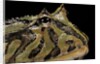 Ceratophrys cranwelli x cornuta (horned frog) by Anonymous