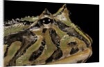 Ceratophrys cranwelli x cornuta (horned frog) by Anonymous