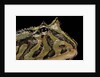 Ceratophrys cranwelli x cornuta (horned frog) by Anonymous