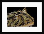 Ceratophrys cranwelli x cornuta (horned frog) by Anonymous
