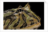 Ceratophrys cranwelli x cornuta (horned frog) by Anonymous