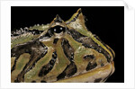 Ceratophrys cranwelli x cornuta (horned frog) by Anonymous