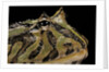 Ceratophrys cranwelli x cornuta (horned frog) by Anonymous