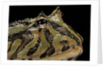 Ceratophrys cranwelli x cornuta (horned frog) by Anonymous
