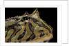 Ceratophrys cranwelli x cornuta (horned frog) by Anonymous
