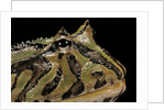Ceratophrys cranwelli x cornuta (horned frog) by Anonymous