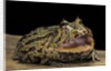 Ceratophrys cranwelli x cornuta (horned frog) by Anonymous