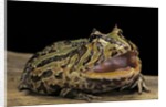 Ceratophrys cranwelli x cornuta (horned frog) by Anonymous