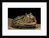 Ceratophrys cranwelli x cornuta (horned frog) by Anonymous