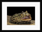 Ceratophrys cranwelli x cornuta (horned frog) by Anonymous