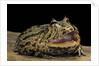 Ceratophrys cranwelli x cornuta (horned frog) by Anonymous