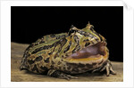 Ceratophrys cranwelli x cornuta (horned frog) by Anonymous
