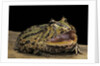 Ceratophrys cranwelli x cornuta (horned frog) by Anonymous
