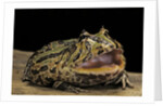 Ceratophrys cranwelli x cornuta (horned frog) by Anonymous