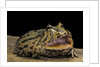 Ceratophrys cranwelli x cornuta (horned frog) by Anonymous