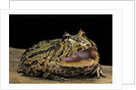 Ceratophrys cranwelli x cornuta (horned frog) by Anonymous
