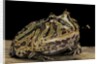 Ceratophrys cranwelli x cornuta (horned frog) by Anonymous