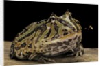 Ceratophrys cranwelli x cornuta (horned frog) by Anonymous