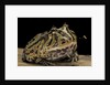 Ceratophrys cranwelli x cornuta (horned frog) by Anonymous