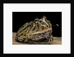 Ceratophrys cranwelli x cornuta (horned frog) by Anonymous