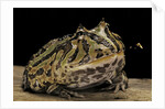 Ceratophrys cranwelli x cornuta (horned frog) by Anonymous
