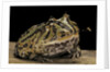 Ceratophrys cranwelli x cornuta (horned frog) by Anonymous