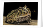 Ceratophrys cranwelli x cornuta (horned frog) by Anonymous