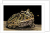 Ceratophrys cranwelli x cornuta (horned frog) by Anonymous