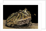 Ceratophrys cranwelli x cornuta (horned frog) by Anonymous