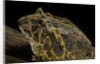 Ceratophrys ornata (ornate horned frog, escuerzo) by Anonymous