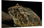 Ceratophrys ornata (ornate horned frog, escuerzo) by Anonymous