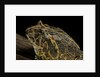 Ceratophrys ornata (ornate horned frog, escuerzo) by Anonymous