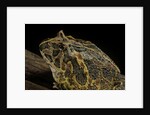 Ceratophrys ornata (ornate horned frog, escuerzo) by Anonymous