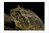 Ceratophrys ornata (ornate horned frog, escuerzo) by Anonymous