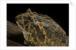 Ceratophrys ornata (ornate horned frog, escuerzo) by Anonymous
