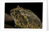 Ceratophrys ornata (ornate horned frog, escuerzo) by Anonymous