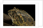 Ceratophrys ornata (ornate horned frog, escuerzo) by Anonymous