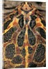 Ceratophrys ornata (ornate horned frog, escuerzo) by Anonymous