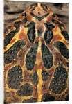 Ceratophrys ornata (ornate horned frog, escuerzo) by Anonymous